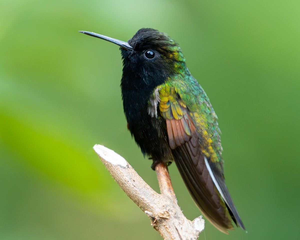 Black-bellied Hummingbird - Andres Paniagua