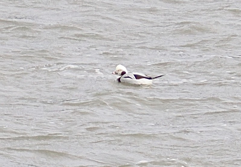 Long-tailed Duck - ML614461592