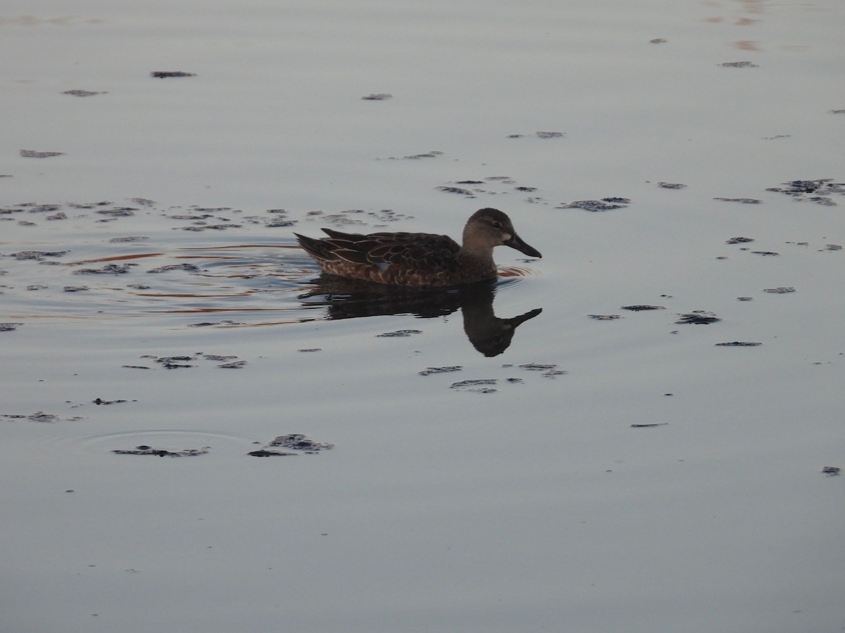 eBird Checklist - 5 Feb 2024 - Wolf Lake State Fish Hatchery - 20 species