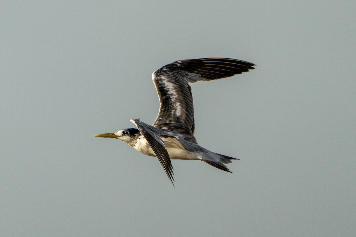 Great Crested Tern - ML614461907