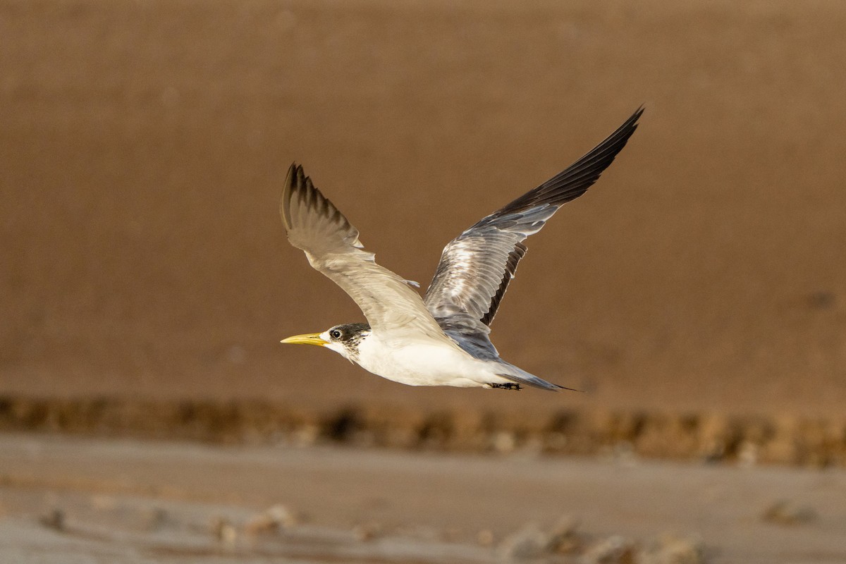 Great Crested Tern - ML614461911