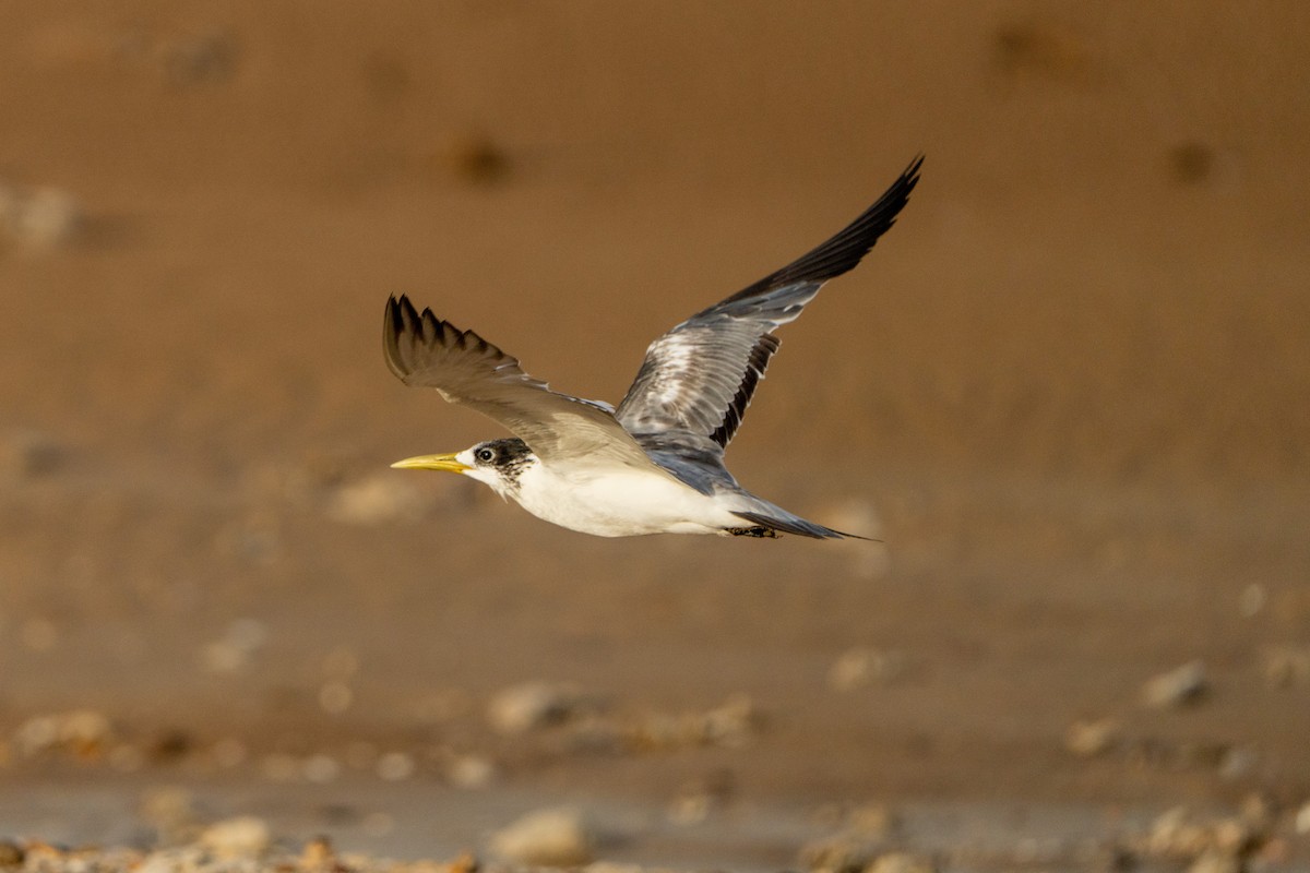 Great Crested Tern - ML614461913