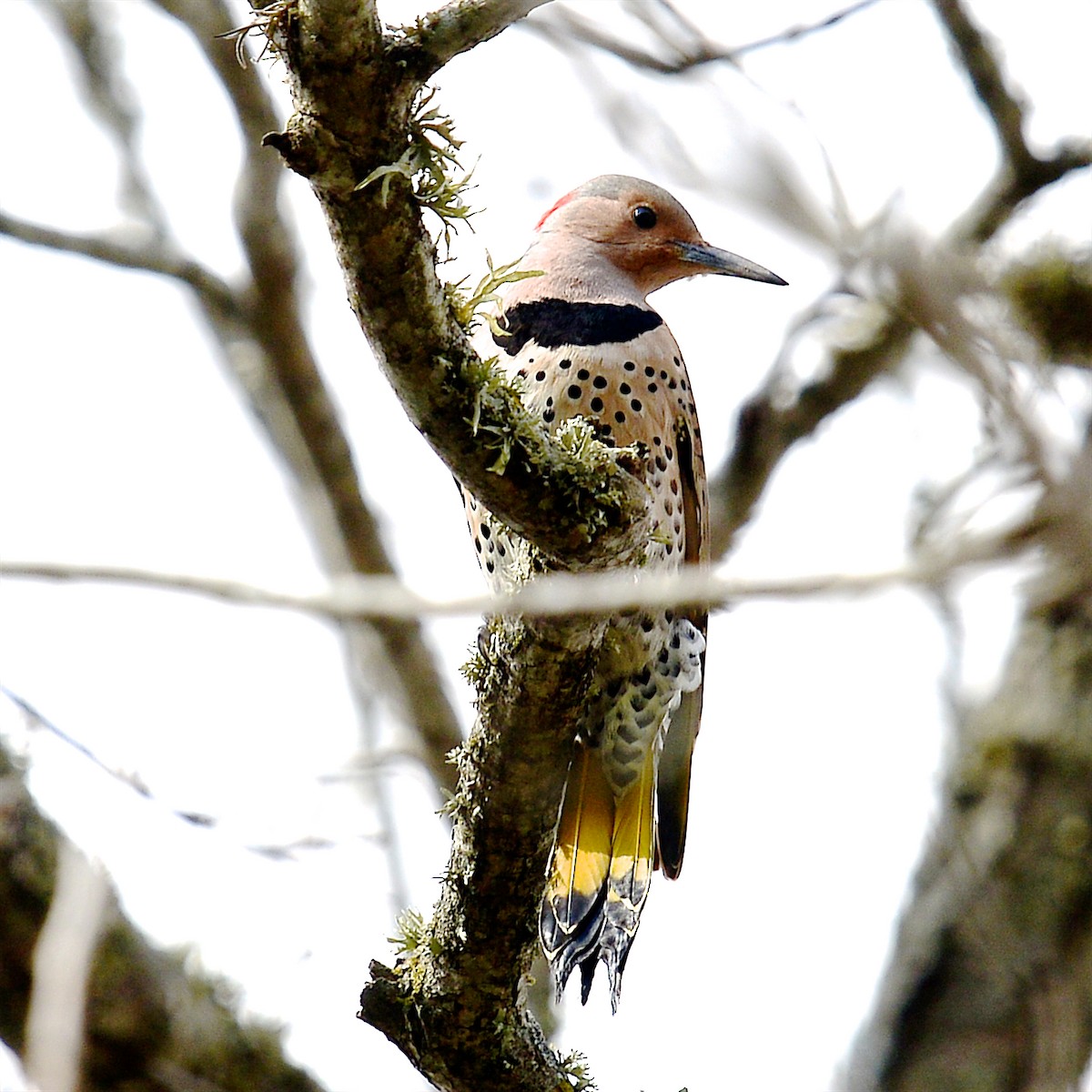 Northern Flicker - T Reed