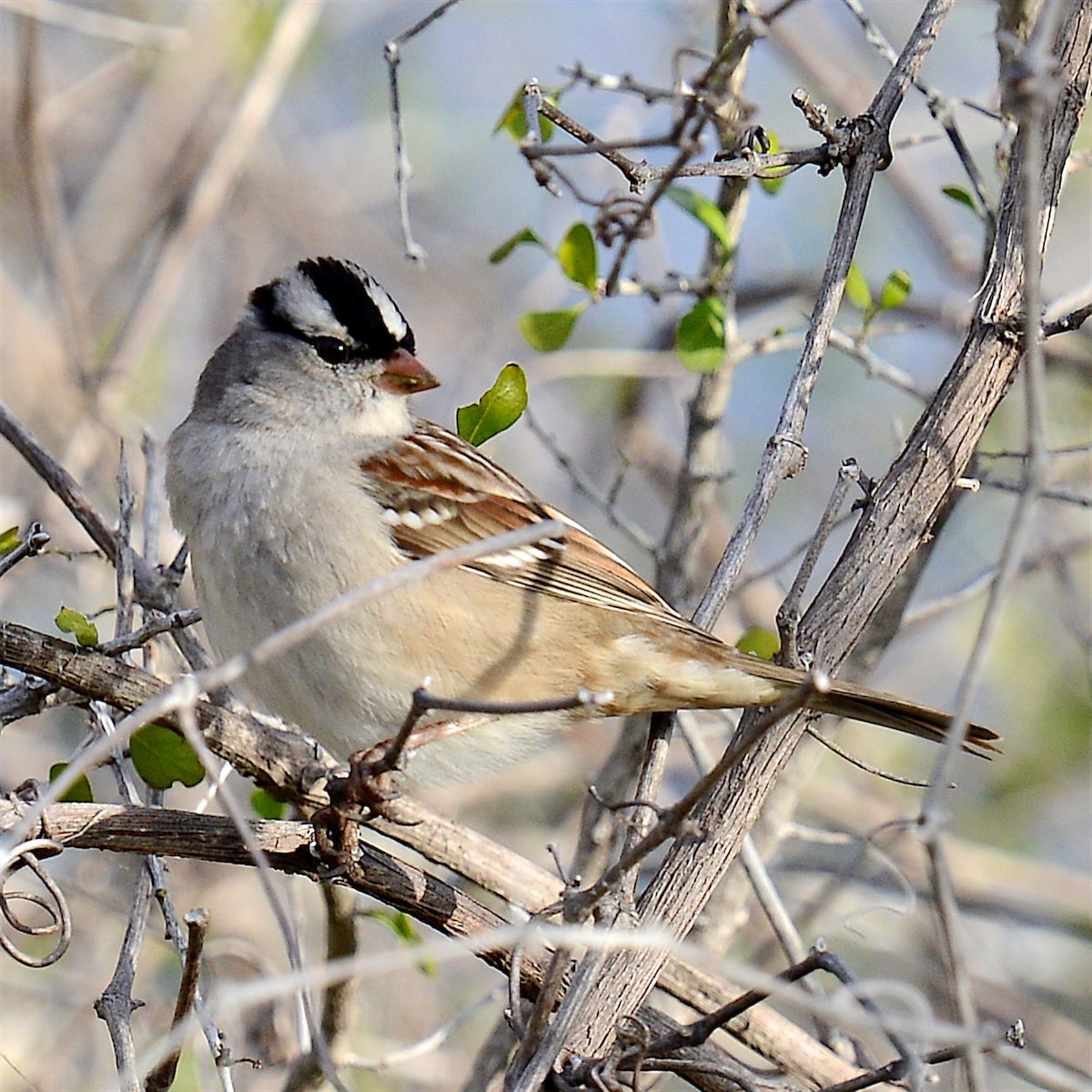 White-crowned Sparrow - T Reed
