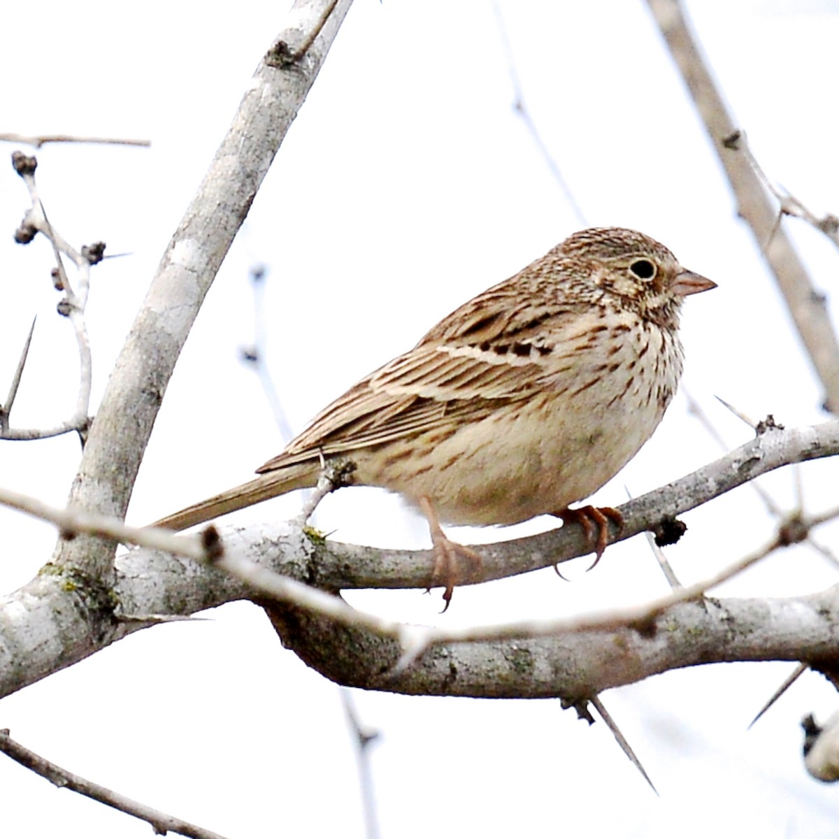 Vesper Sparrow - T Reed