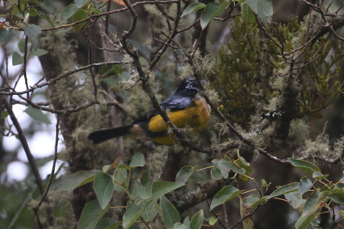 Buff-breasted Mountain Tanager (Buff-breasted) - Lucas Corneliussen