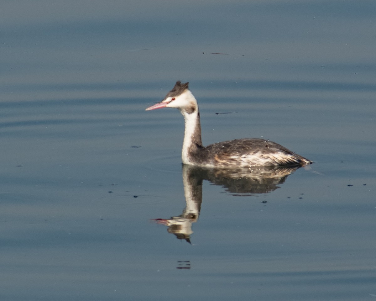 Great Crested Grebe - ML614462564