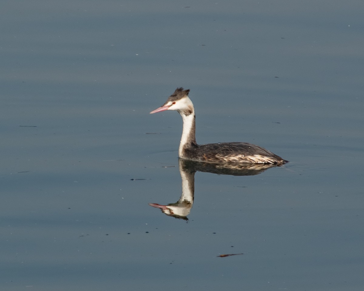 Great Crested Grebe - ML614462565