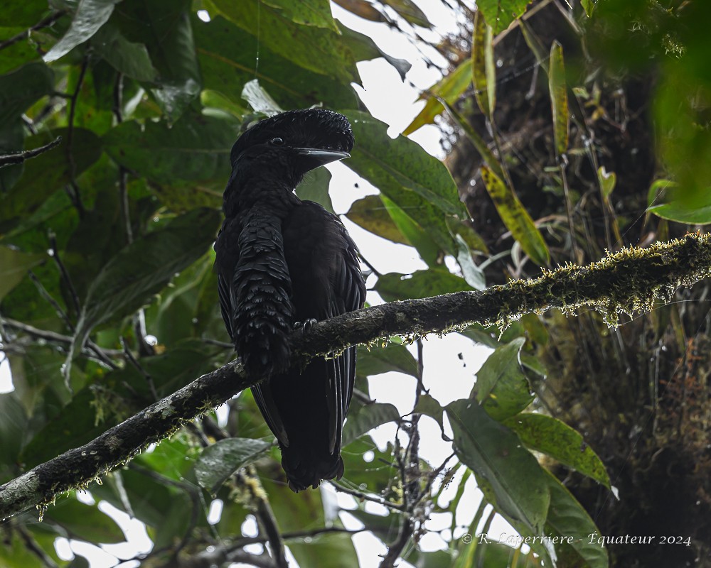 Эквадорская зонтичная птица - ML614462865