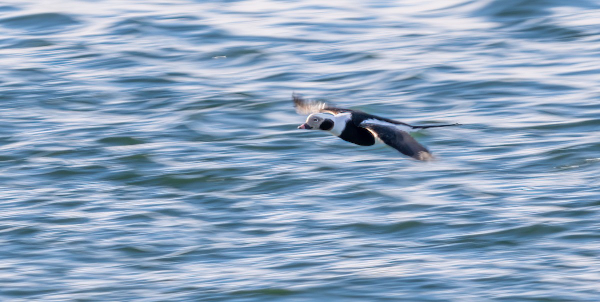 Long-tailed Duck - ML614462874
