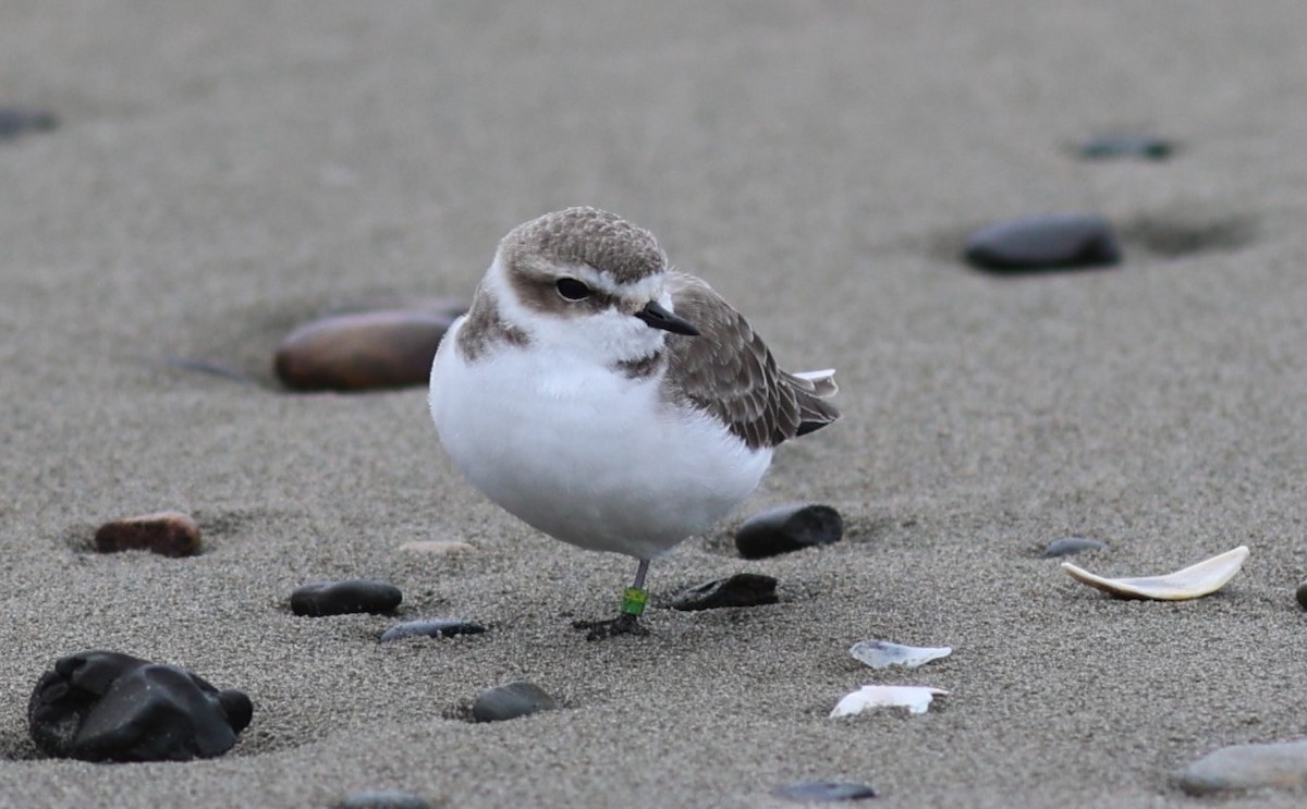 Snowy Plover - Will Wright