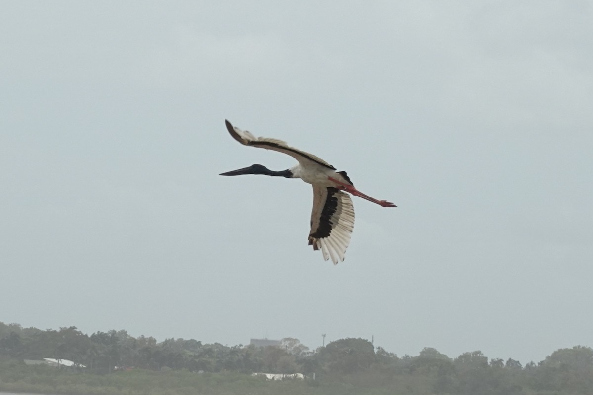 Black-necked Stork - ML614462958