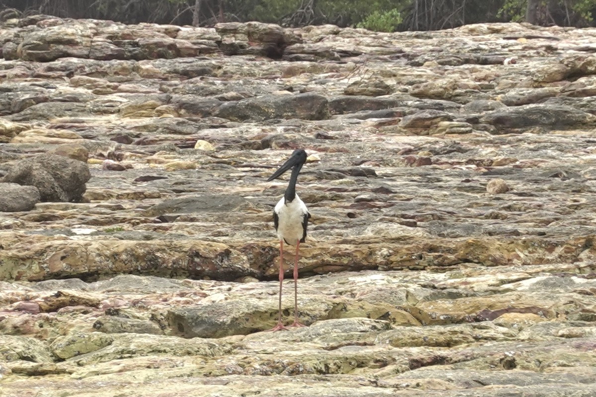 Black-necked Stork - ML614462959