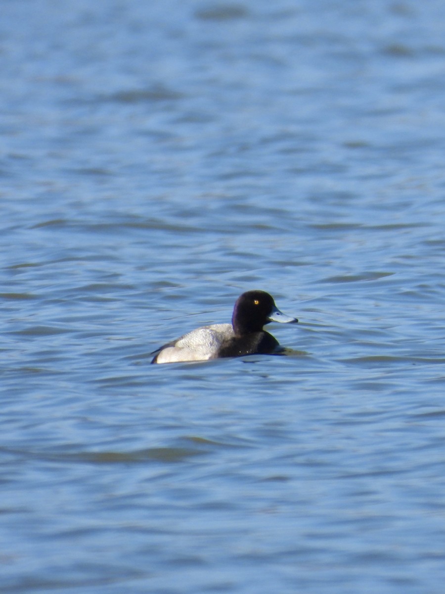 Greater Scaup - Tracy Mosebey
