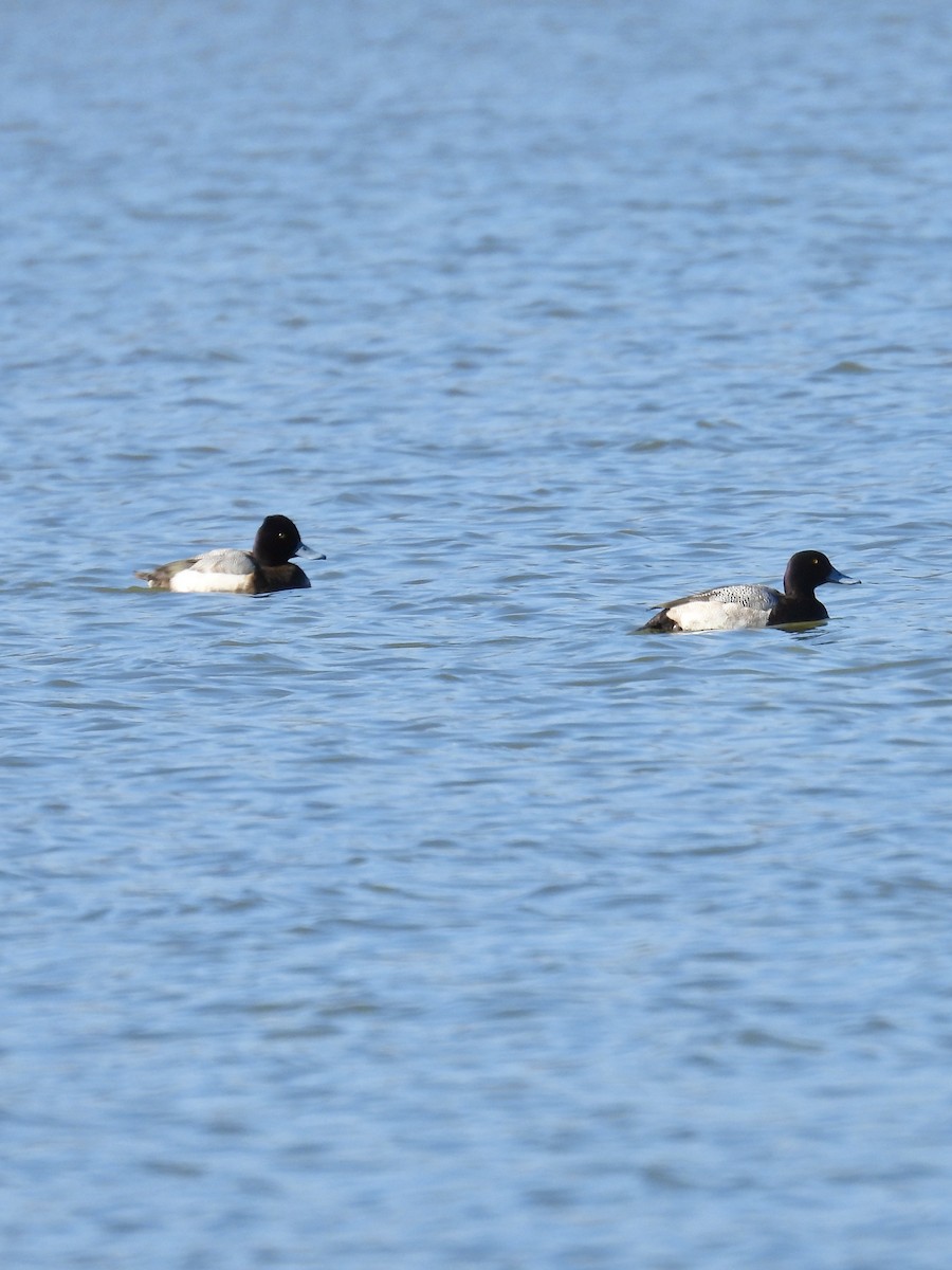 Greater Scaup - ML614462988