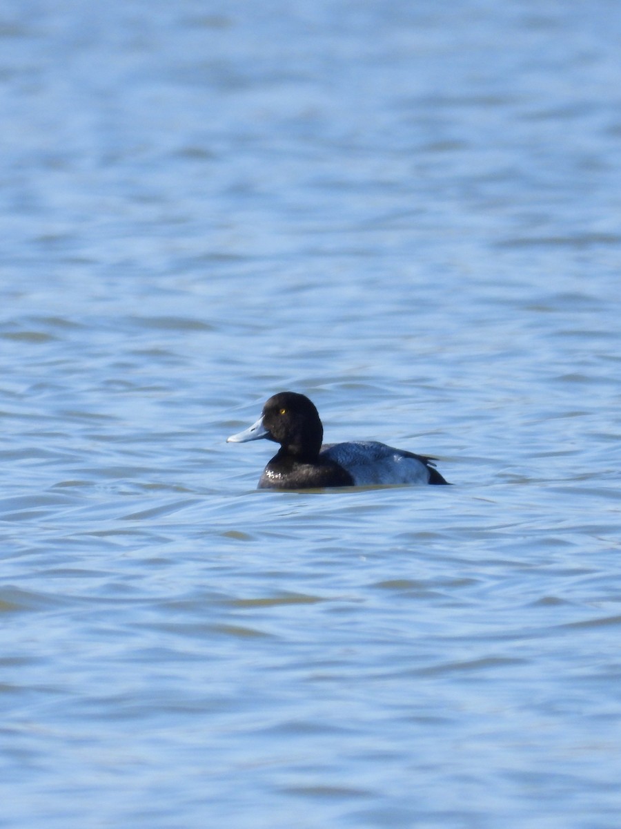 Greater Scaup - ML614462989