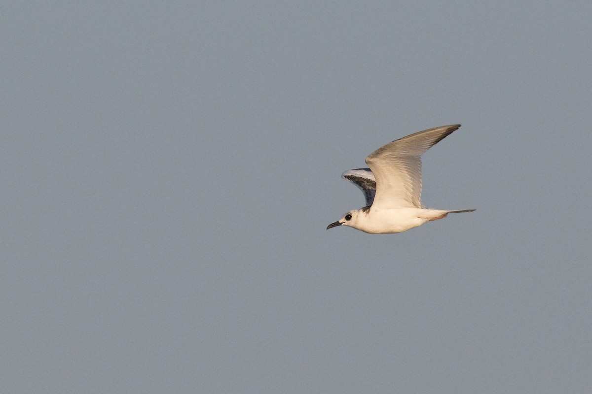 Swallow-tailed Gull - ML614463142