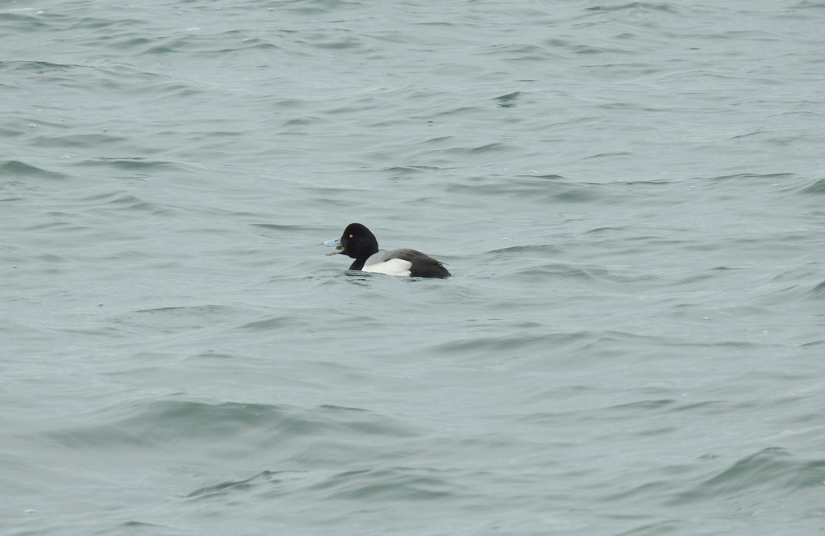 Greater Scaup - ML614463229