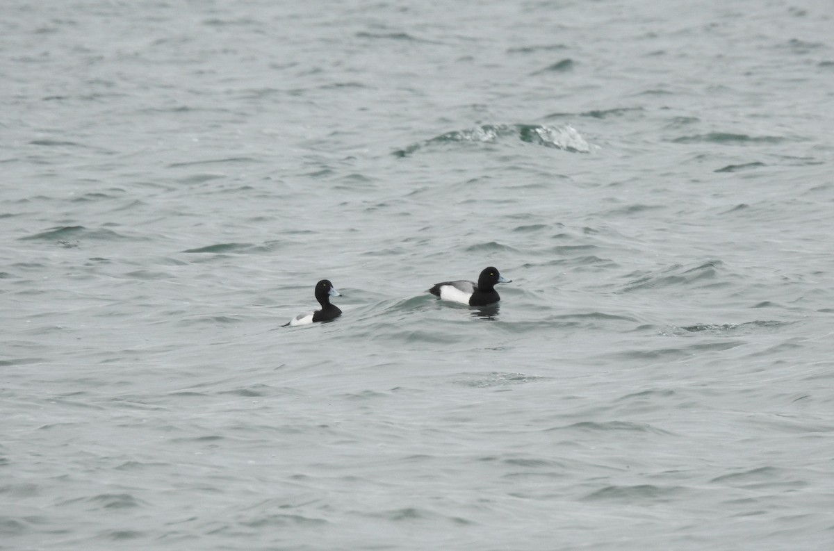 Greater Scaup - ML614463230