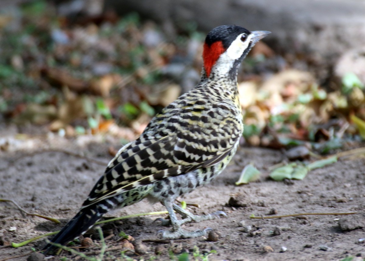 Green-barred Woodpecker (Golden-breasted) - Angela Conry