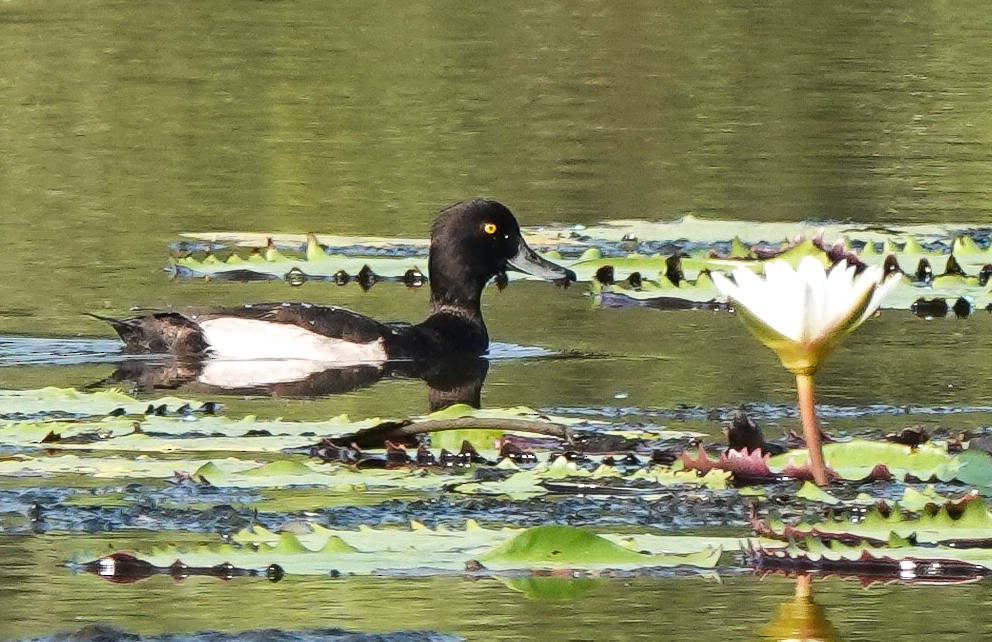Tufted Duck - ML614463330