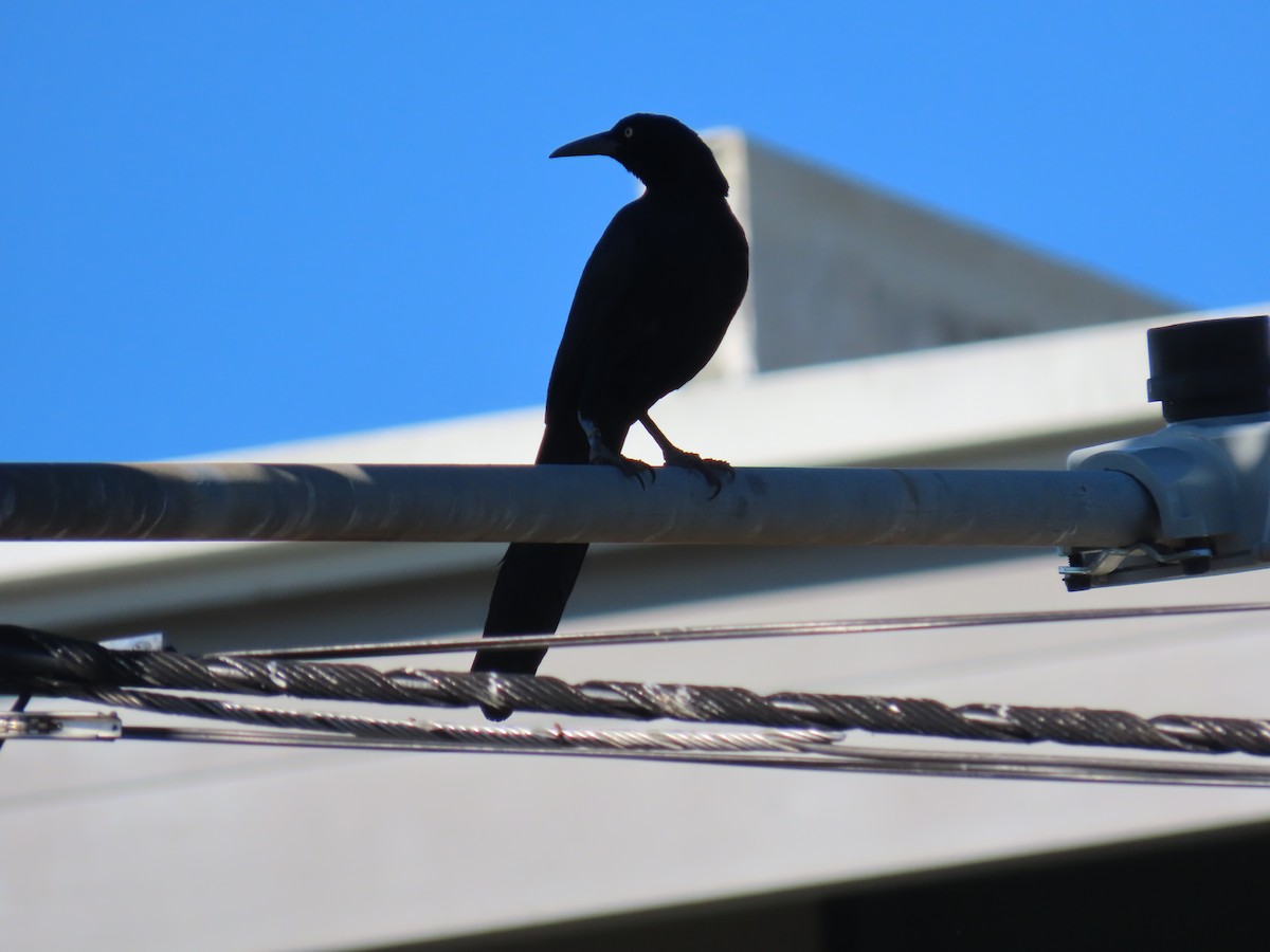Great-tailed Grackle - ML614463441