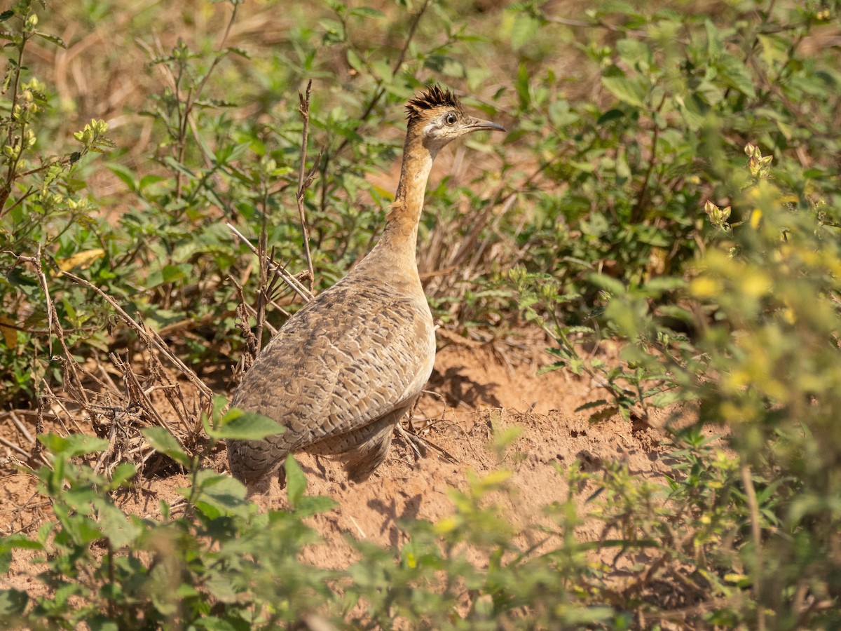 Red-winged Tinamou - ML614463442