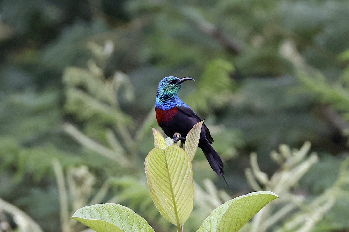 Red-chested Sunbird - ML614463458