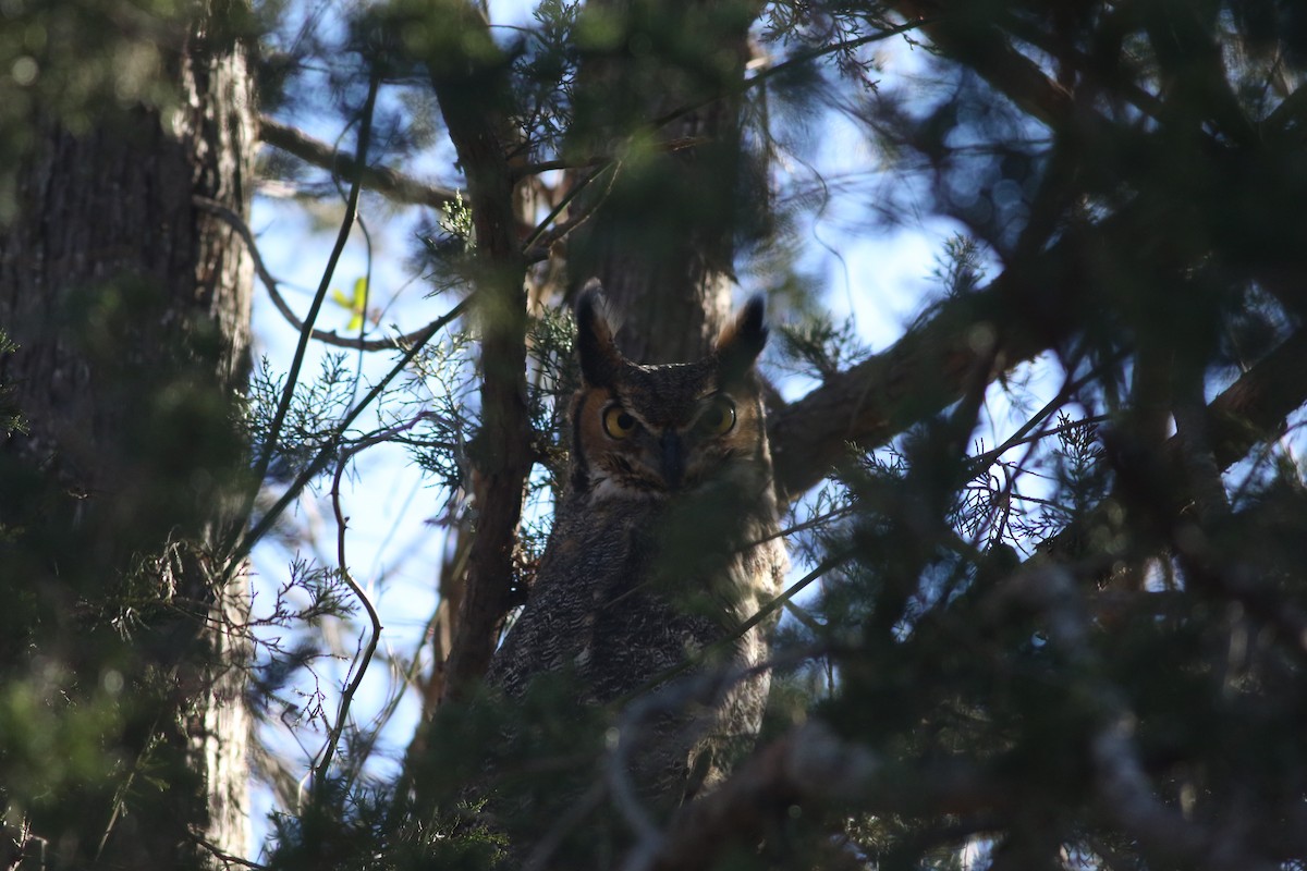 Great Horned Owl - ML614463465