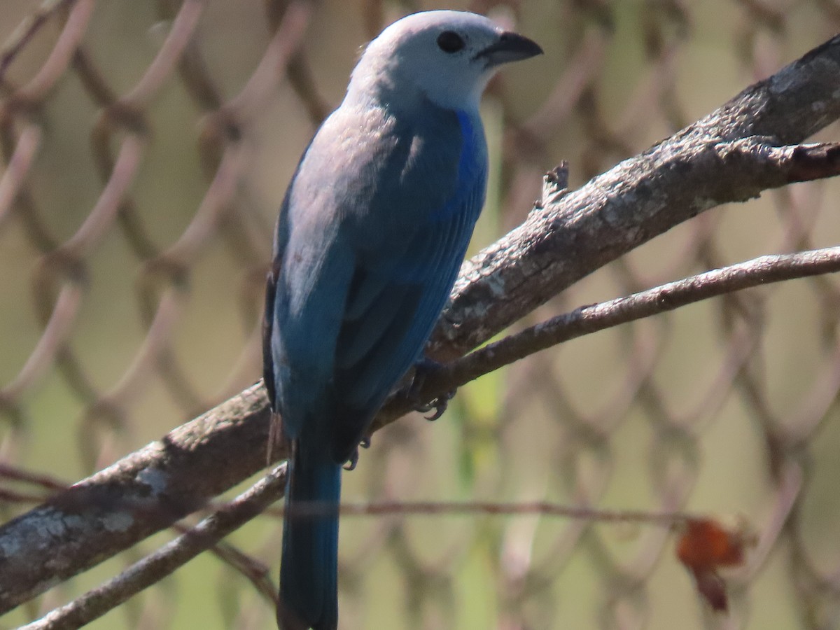 Blue-gray Tanager - ML614463468