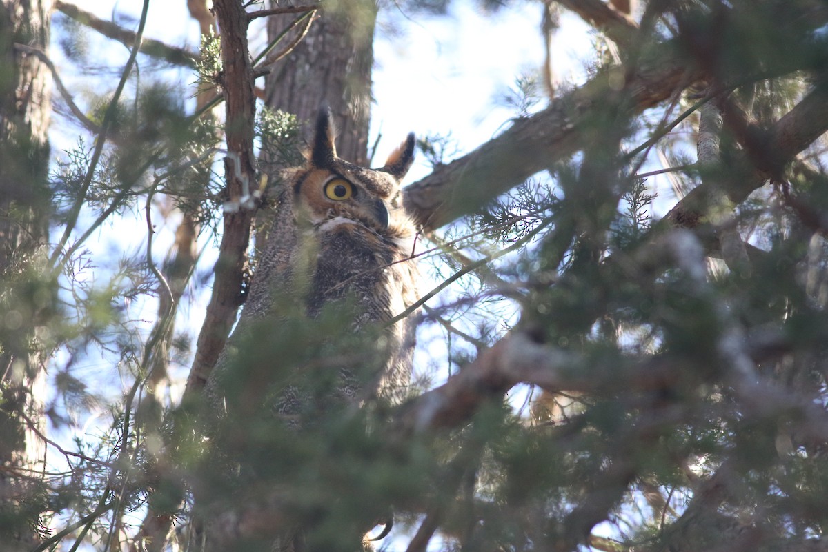 Great Horned Owl - ML614463502