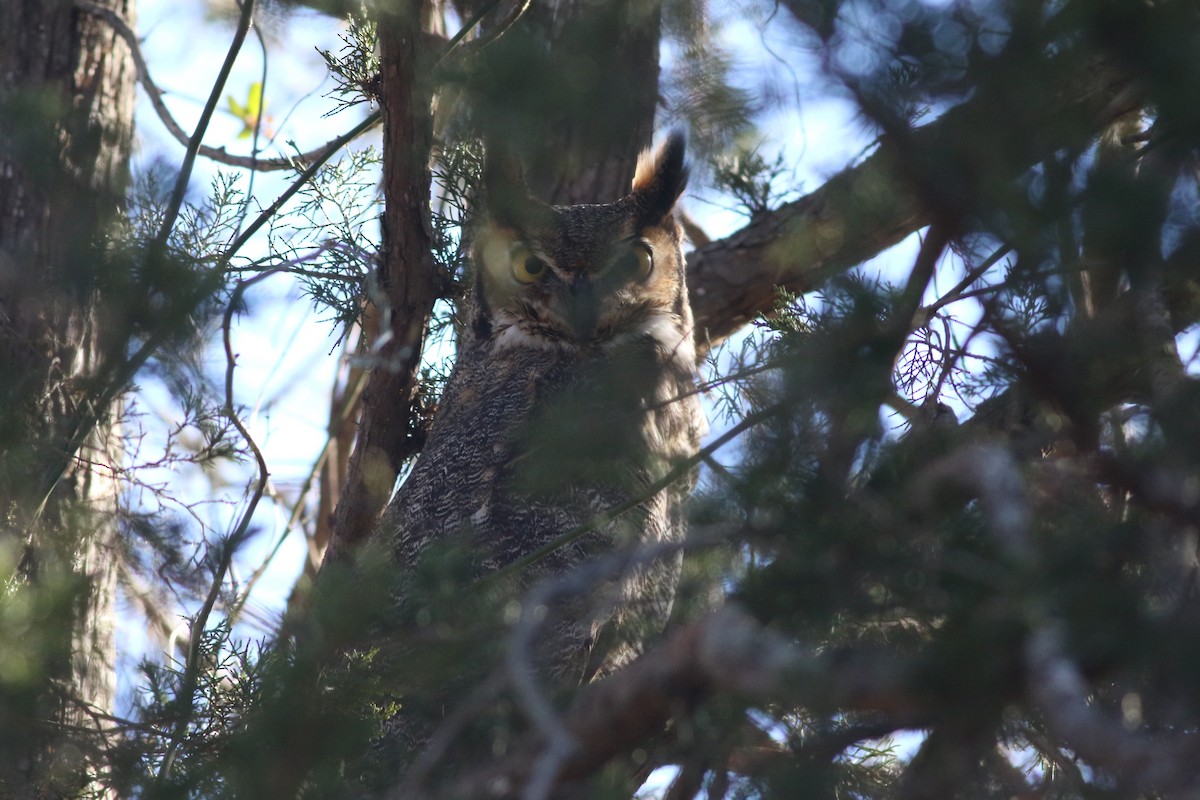 Great Horned Owl - ML614463549