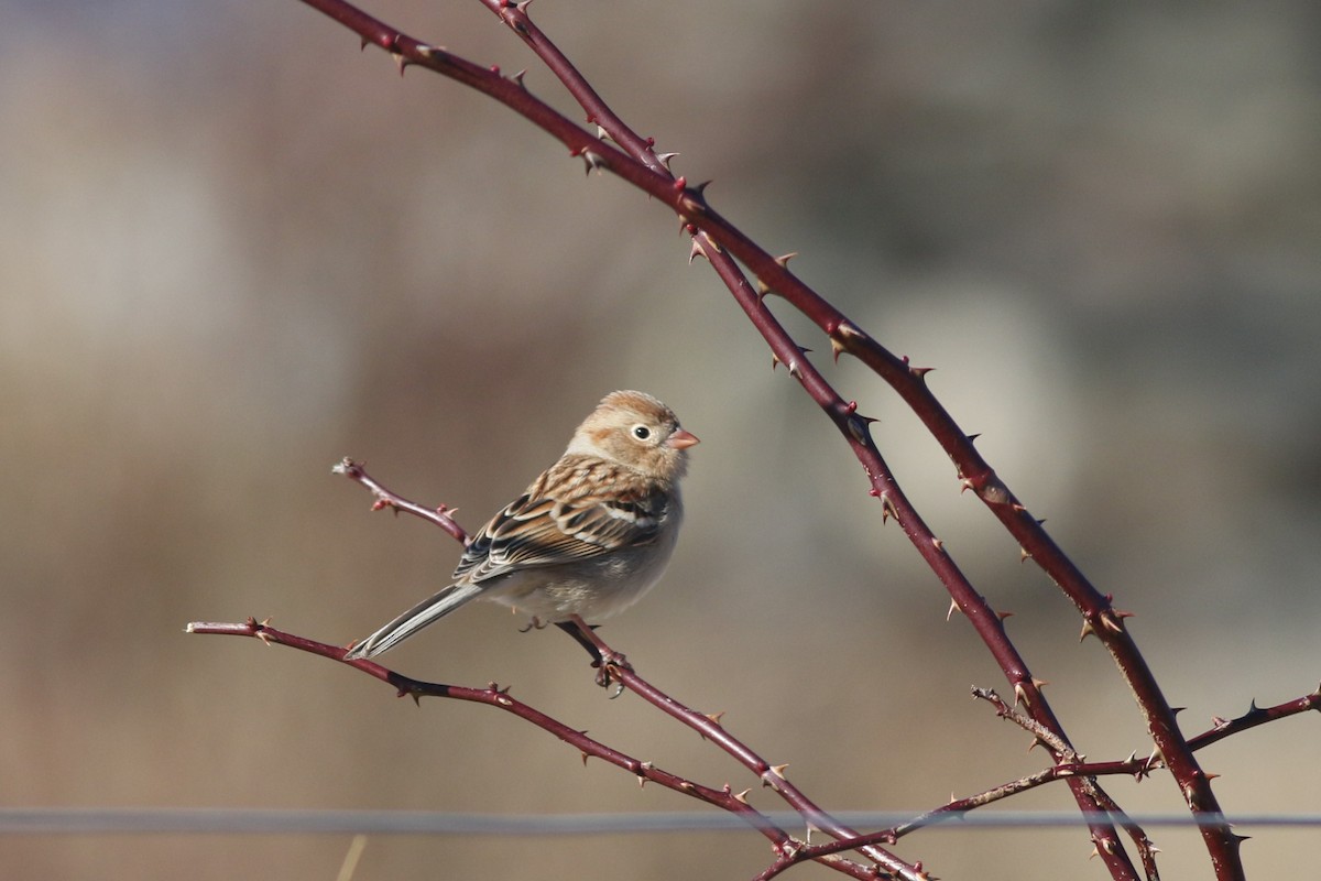 Field Sparrow - ML614463564