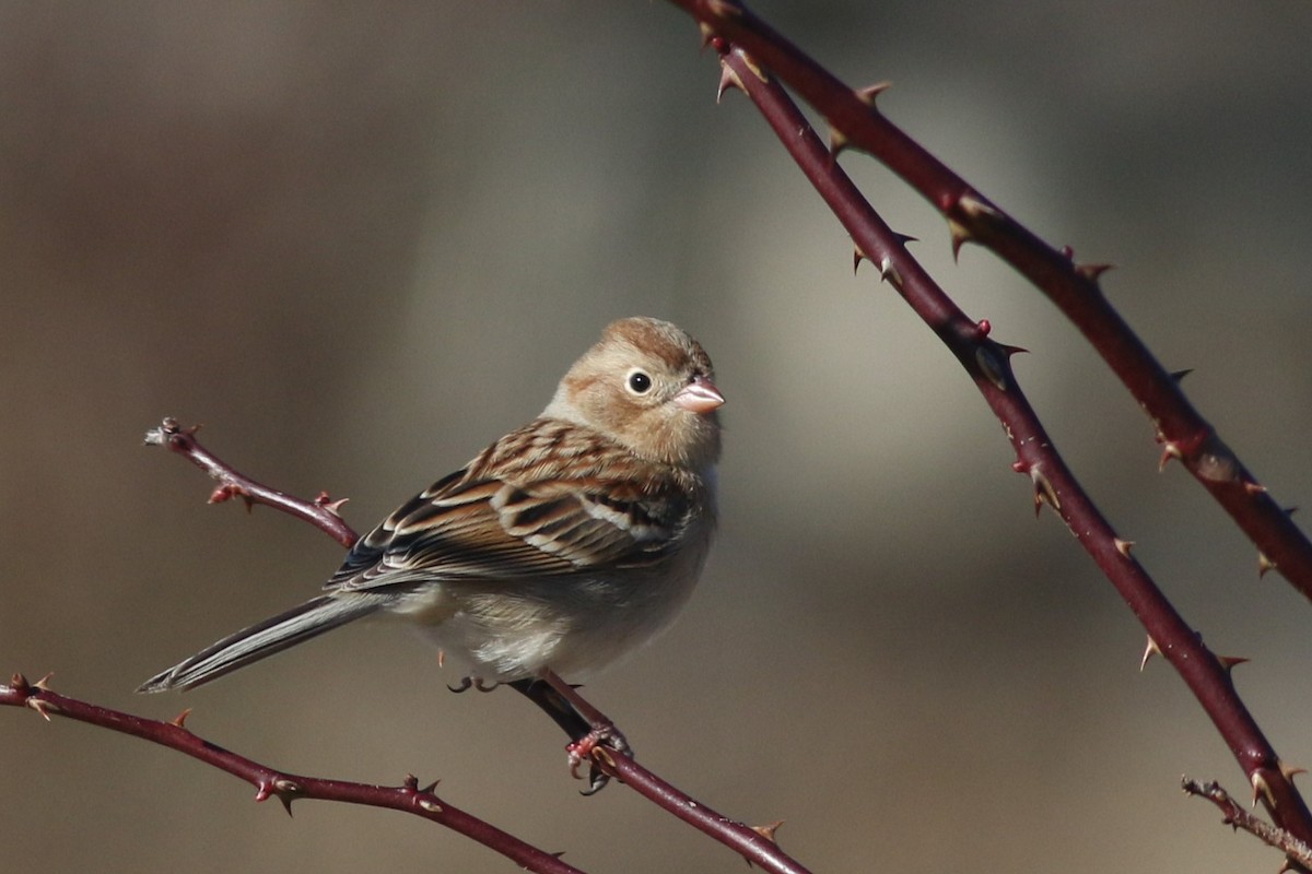 Field Sparrow - ML614463586