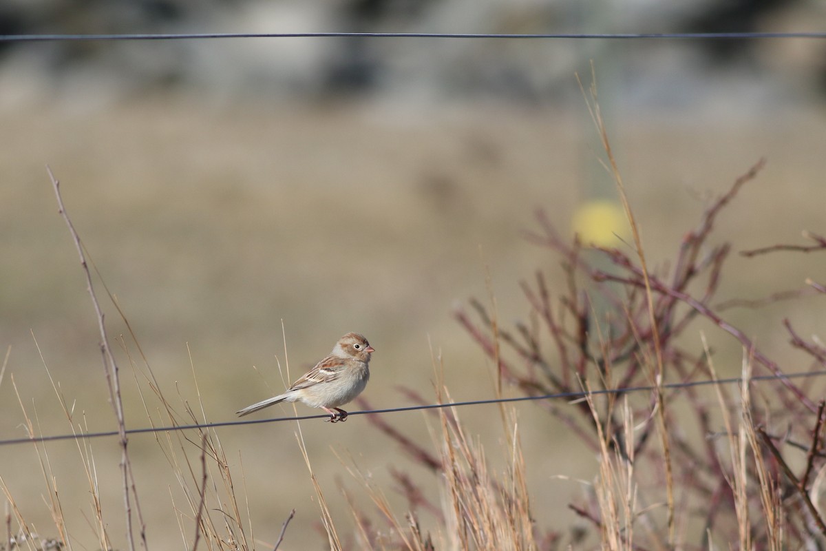 Field Sparrow - ML614463596