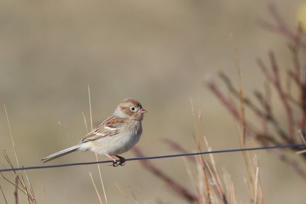Field Sparrow - ML614463609