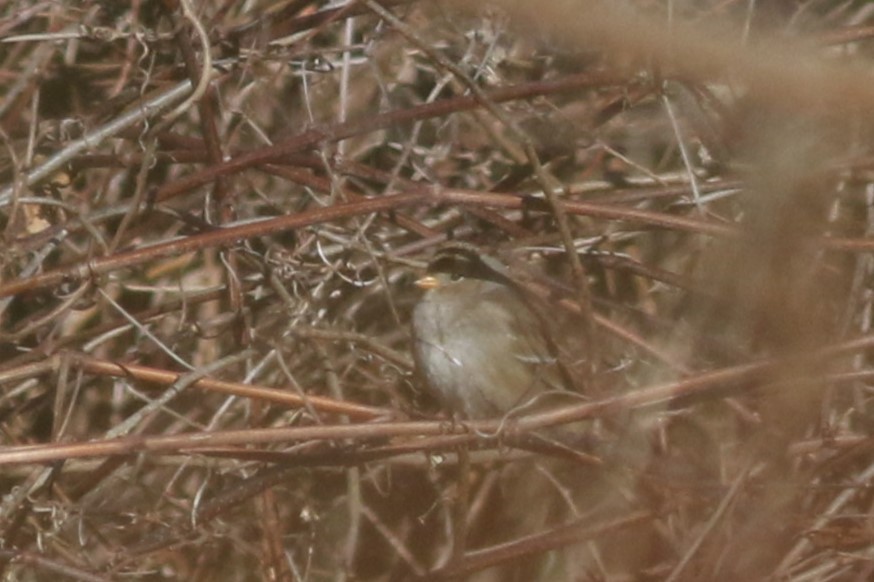 White-crowned Sparrow (Gambel's) - ML614463633