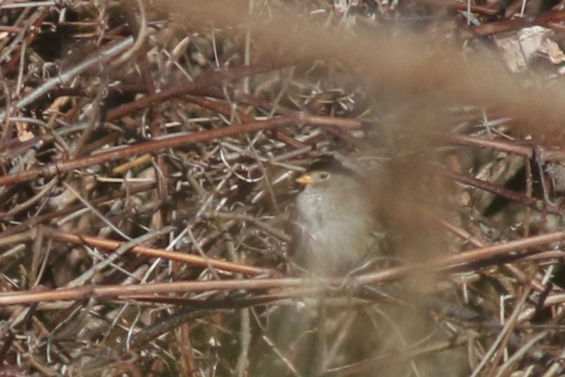 White-crowned Sparrow (Gambel's) - ML614463636