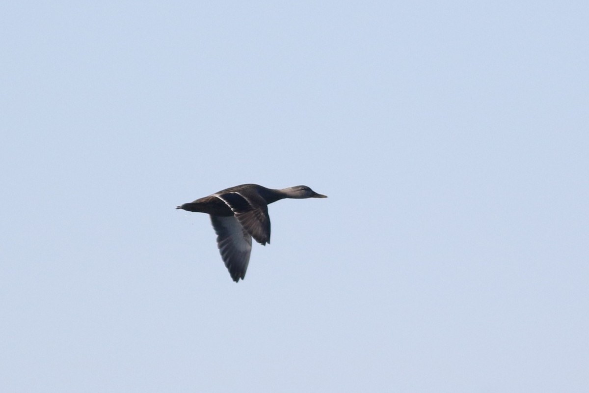 Mallard x American Black Duck (hybrid) - ML614463697