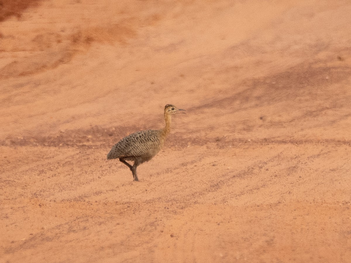 Red-winged Tinamou - ML614463795