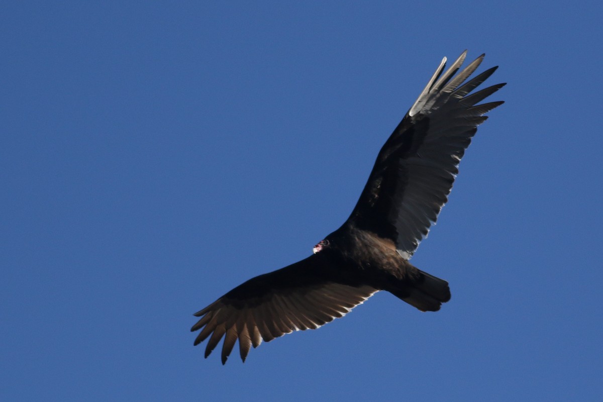 Turkey Vulture (Northern) - ML614463864