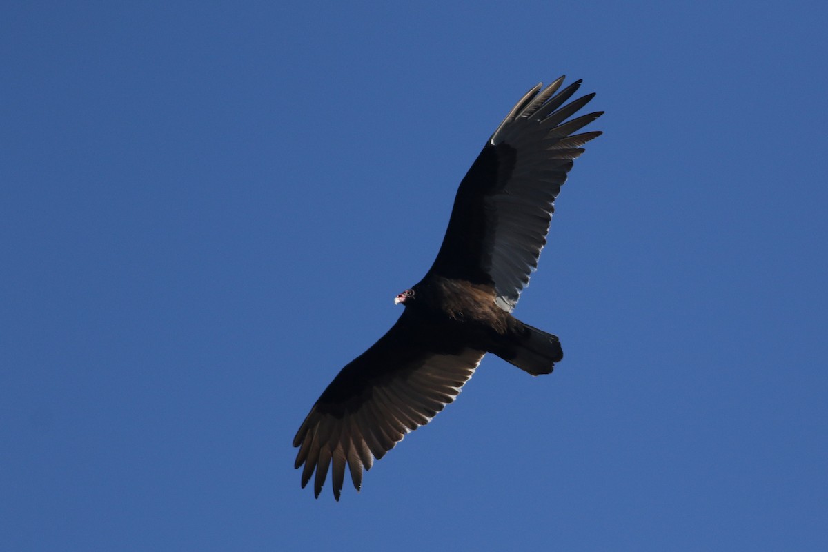 Turkey Vulture (Northern) - ML614463882