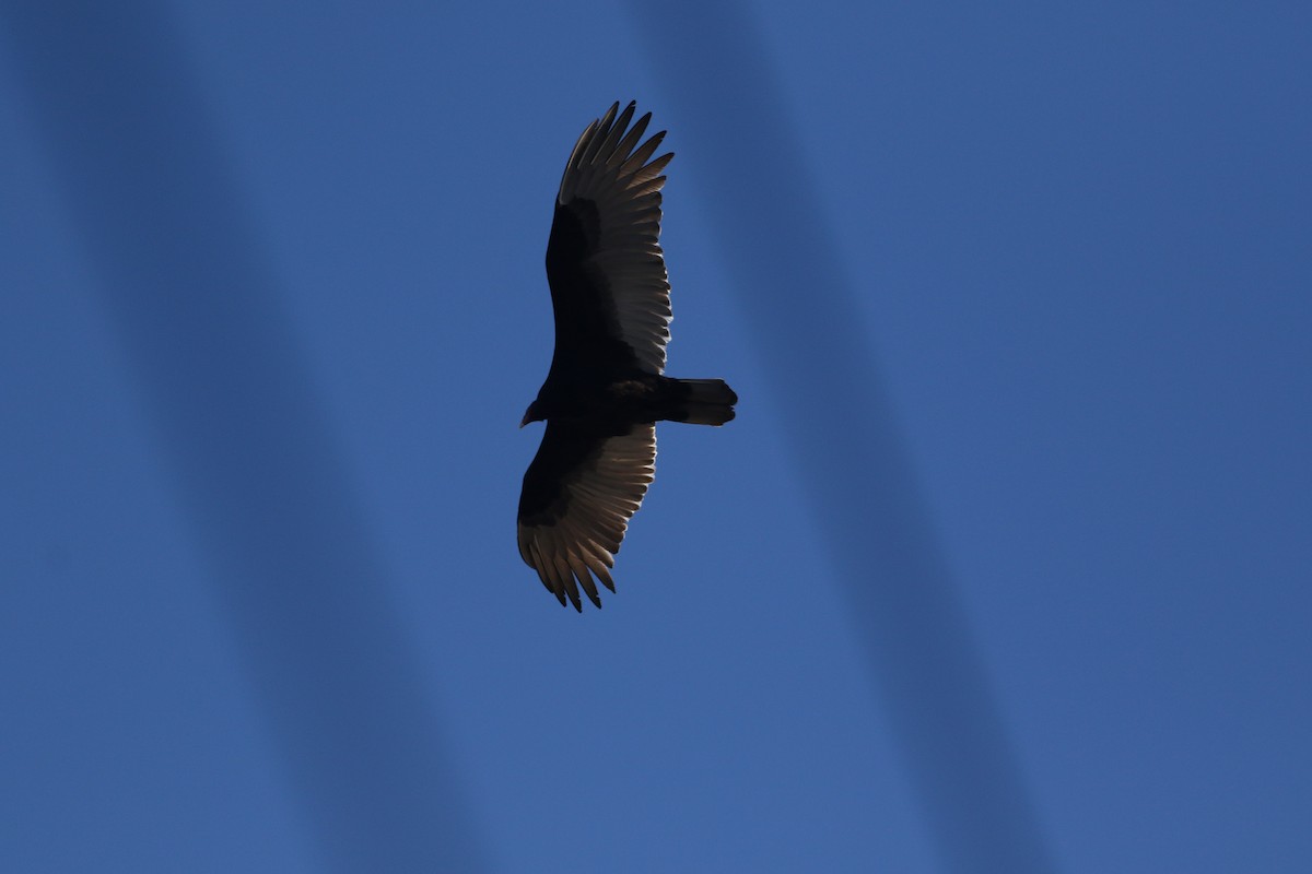 Turkey Vulture (Northern) - ML614463889