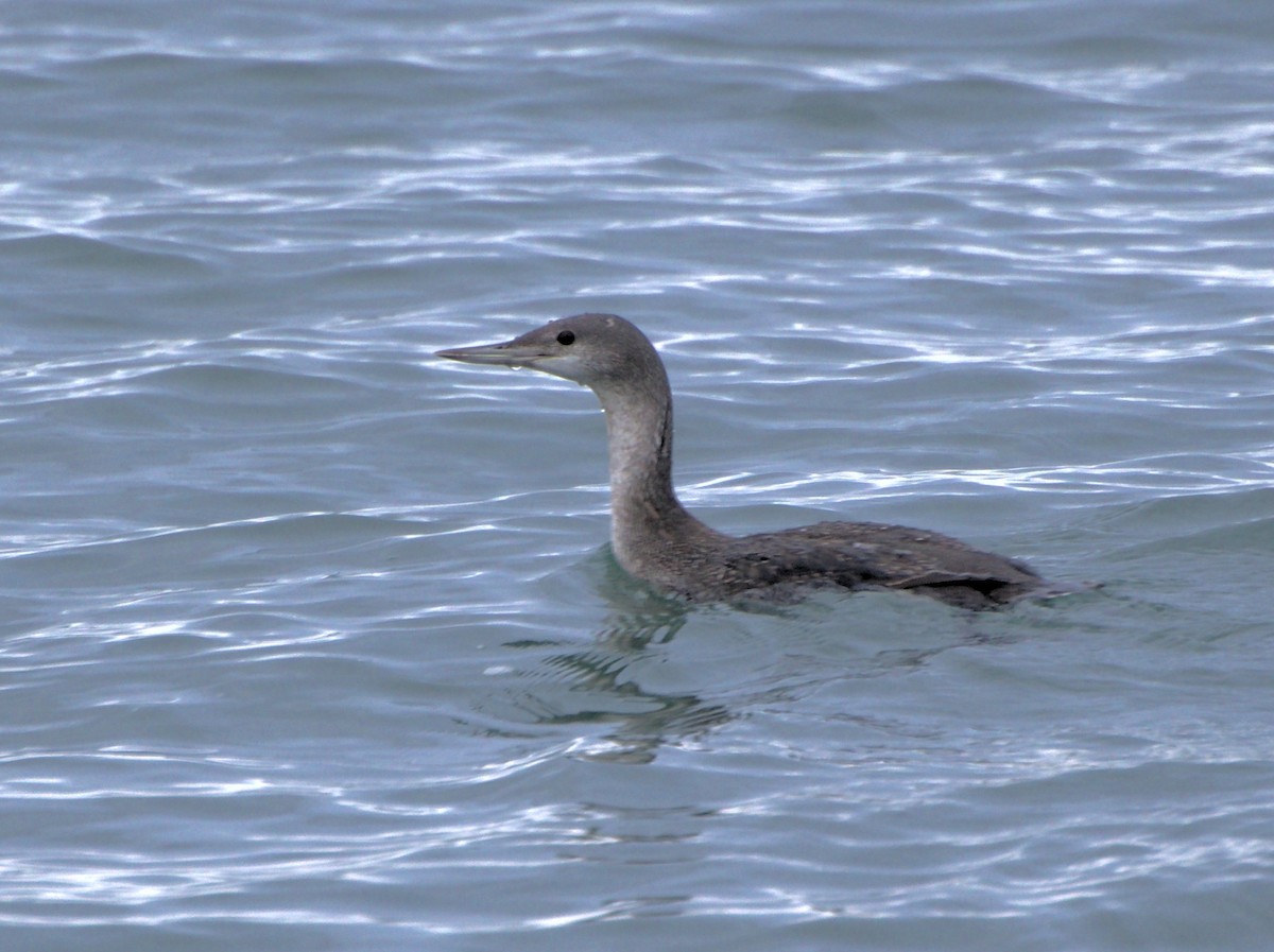 Red-throated Loon - ML614463976