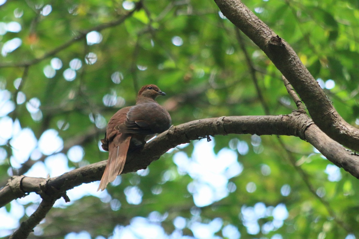 Brown Cuckoo-Dove - ML614464011