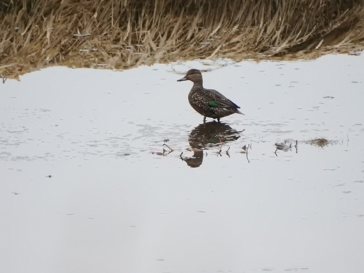Green-winged Teal - ML614464361