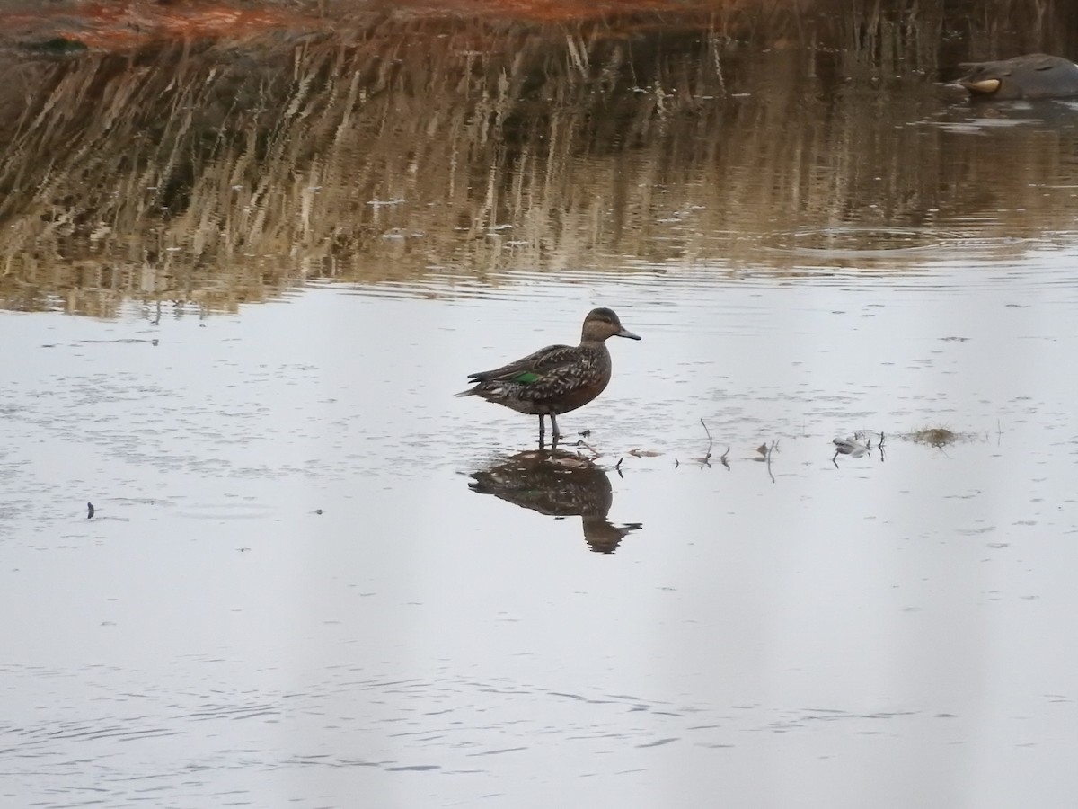Green-winged Teal - ML614464363