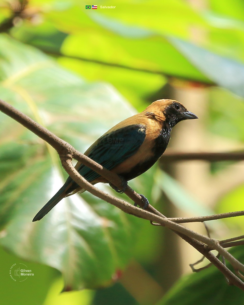 Burnished-buff Tanager - ML614464728