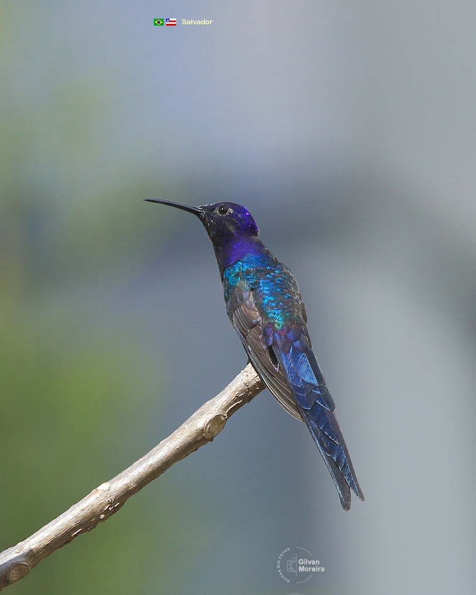 Swallow-tailed Hummingbird - ML614464776