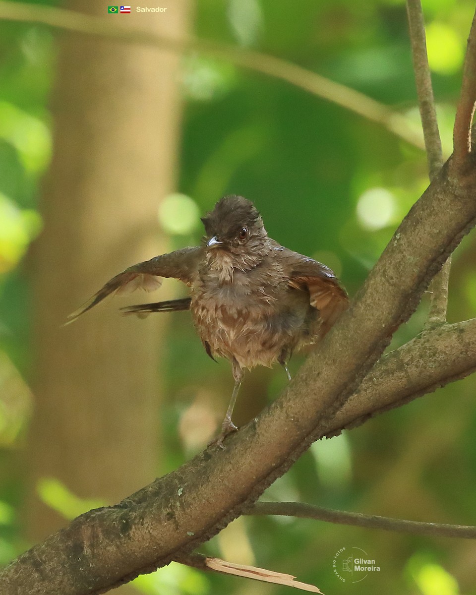 Pale-breasted Thrush - ML614464801